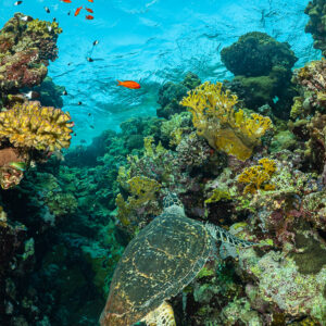 Tortue imbriquée vue de dessus parmi les coraux, vertical, mer Rouge, Égypte