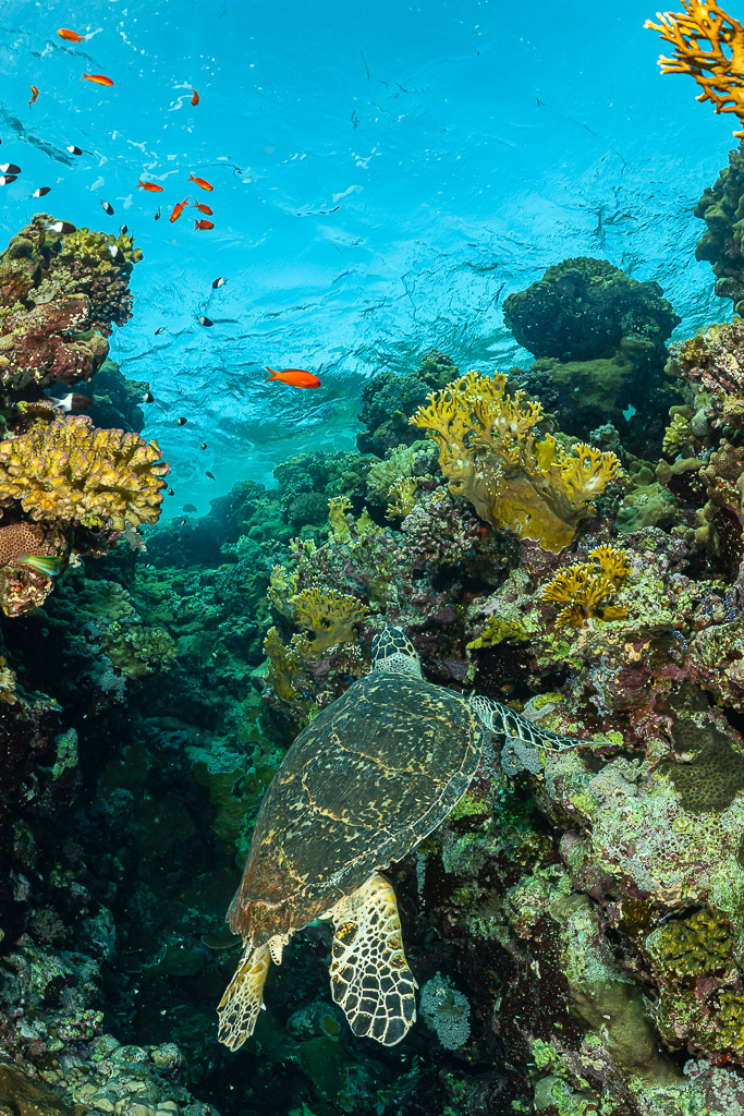Tortue imbriquée vue de dessus parmi les coraux, vertical, mer Rouge, Égypte