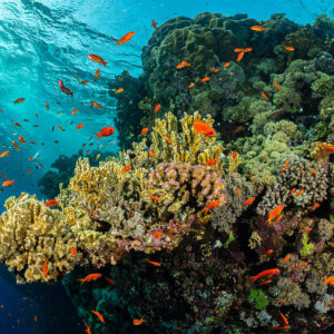 Reef slope with soft corals and a cloud of orange anthias, Red Sea, Egypt
