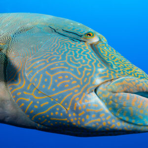 Head close-up of a humphead wrasse with maze-like pattern, Red Sea, Egypt