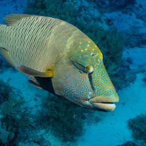 Humphead wrasse swimming toward the camera over a sandy reef, Red Sea, Egypt