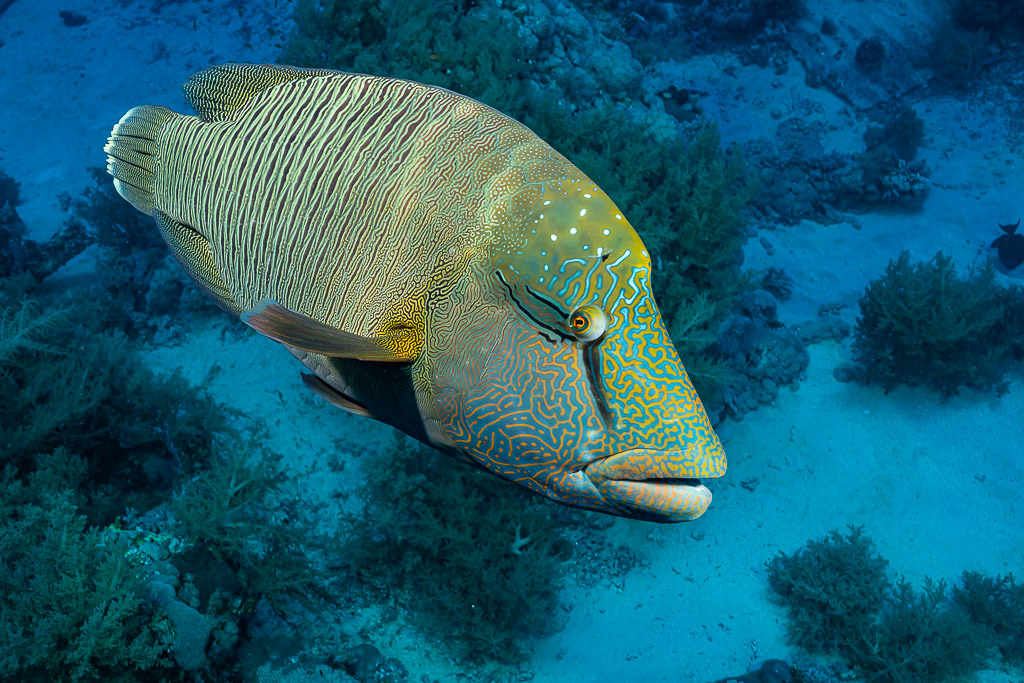 Humphead wrasse swimming toward the camera over a sandy reef, Red Sea, Egypt