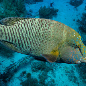 Humphead wrasse in profile above a sandy reef bottom, Red Sea, Egypt