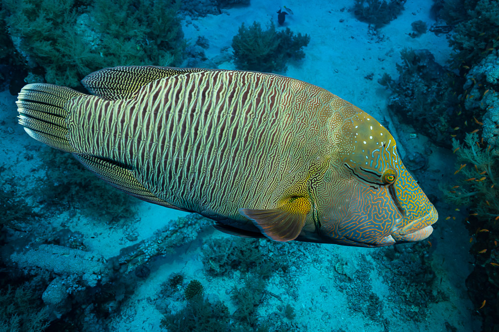 Humphead wrasse in profile above a sandy reef bottom, Red Sea, Egypt