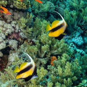 Two Red Sea bannerfish over soft corals with anthias, vertical, Red Sea, Egypt