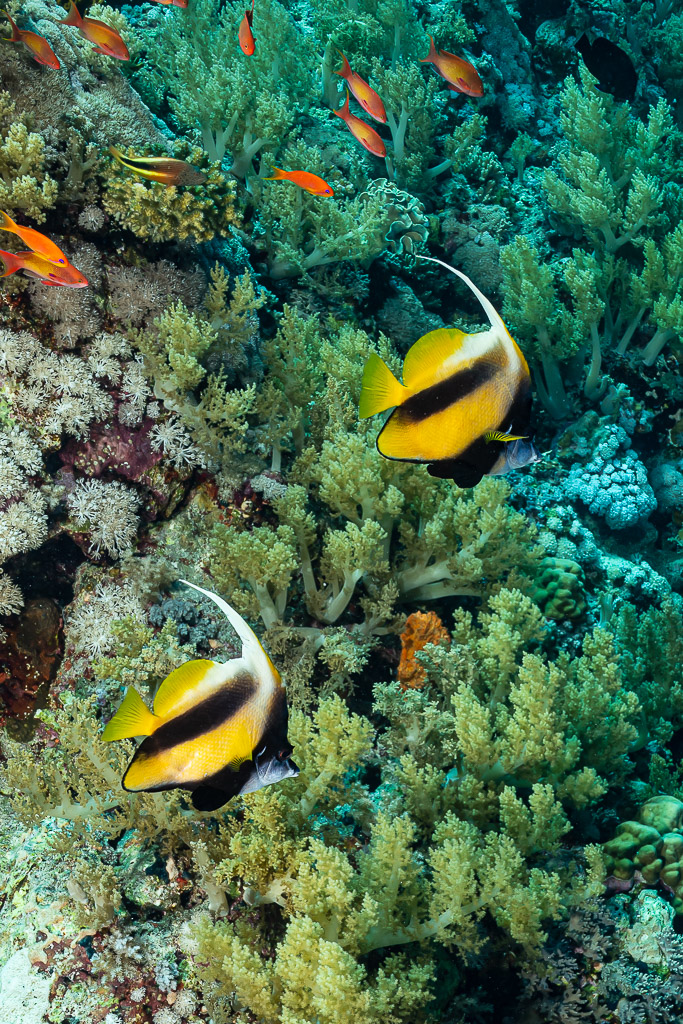 Two Red Sea bannerfish over soft corals with anthias, vertical, Red Sea, Egypt