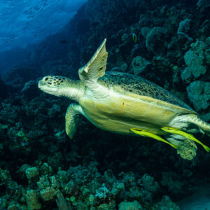 Tortue verte nageant au-dessus du récif avec des rémoras sous le ventre, mer Rouge, Égypte