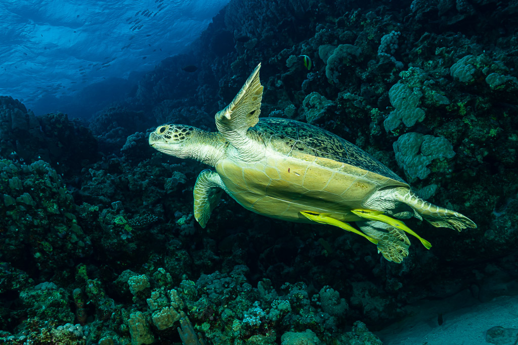 Tortue verte nageant au-dessus du récif avec des rémoras sous le ventre, mer Rouge, Égypte
