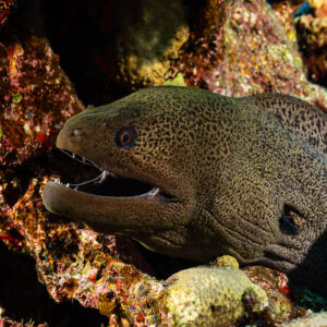 Giant moray with open mouth peering out of a reef hole, Red Sea, Egypt