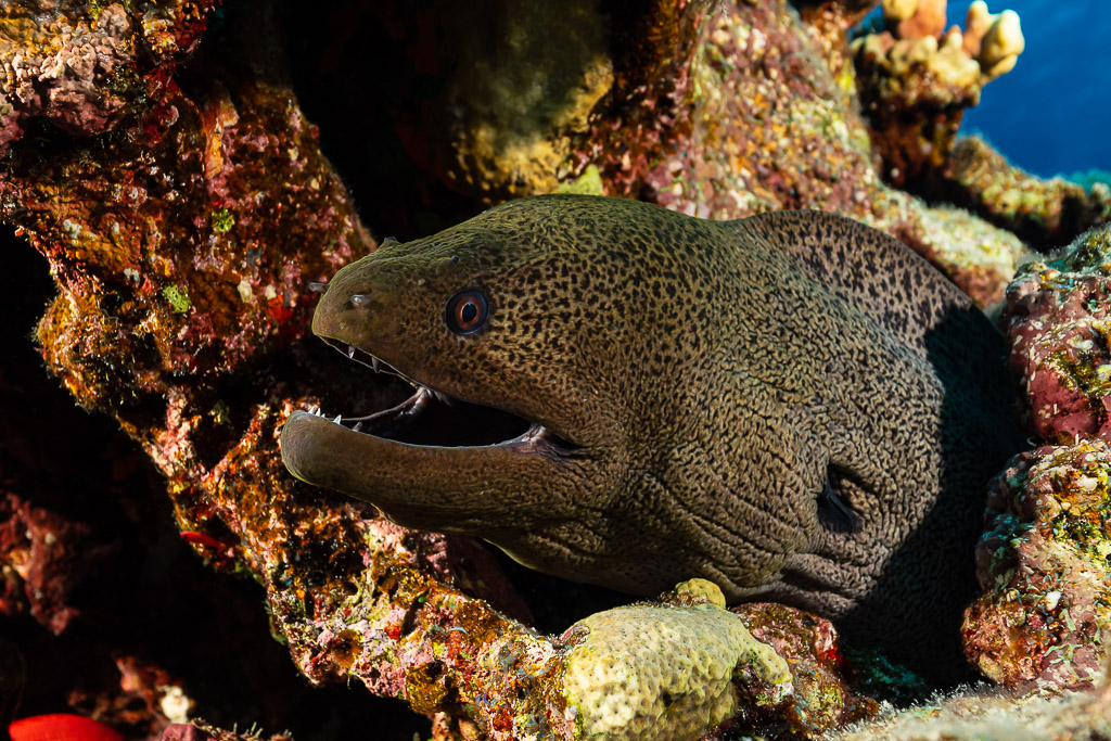 Giant moray with open mouth peering out of a reef hole, Red Sea, Egypt