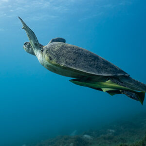 Tortue verte nageant en pleine eau avec un rémora dessous, mer Rouge, Égypte