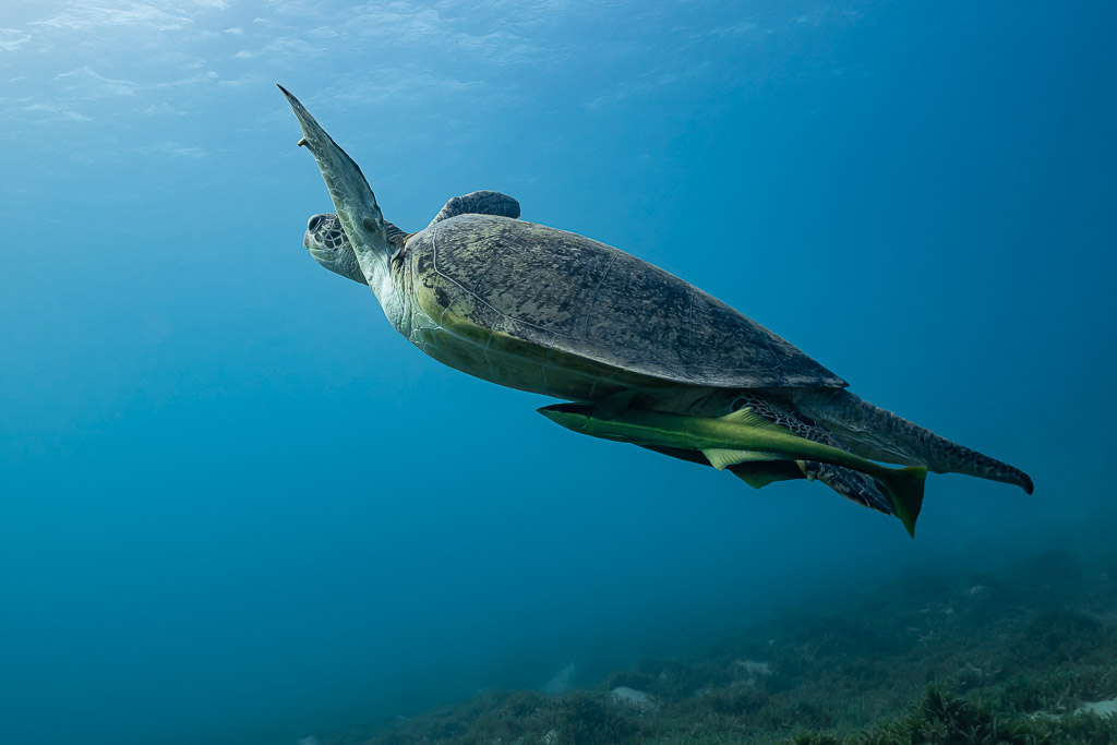 Green turtle swimming in open blue with a remora underneath, Red Sea, Egypt