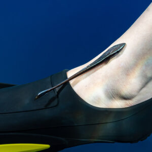Close-up of a juvenile sharksucker clinging to a diver's ankle, Red Sea, Egypt