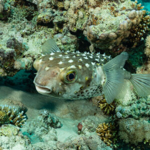 Yellowspotted burrfish sheltering under a coral ledge, Red Sea, Egypt
