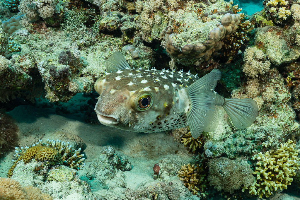 Yellowspotted burrfish sheltering under a coral ledge, Red Sea, Egypt