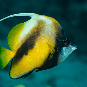 Red Sea bannerfish swimming in profile with long white dorsal filament, Abu Dabab 3, Red Sea, Egypt