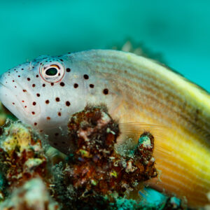 Poisson-faucon de Forster posé sur le corail, gros plan sur la tête tachetée, Abu Dabab 3, mer Rouge, Égypte