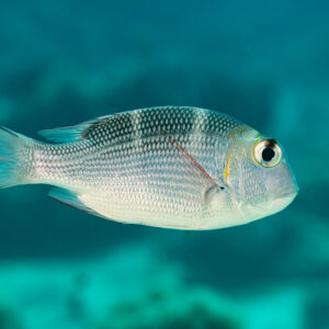 Humpnose big-eye bream in profile against blurred blue-green reef, Abu Dabab 3, Red Sea, Egypt