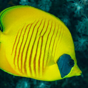 Poisson-papillon masqué de profil, corps jaune et masque bleu-noir, Abu Dabab 3, mer Rouge, Égypte