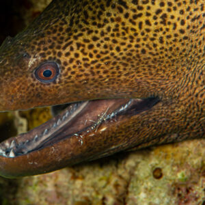 Giant moray with open mouth and a cleaner shrimp inside its jaw, Abu Dabab 3, Red Sea, Egypt