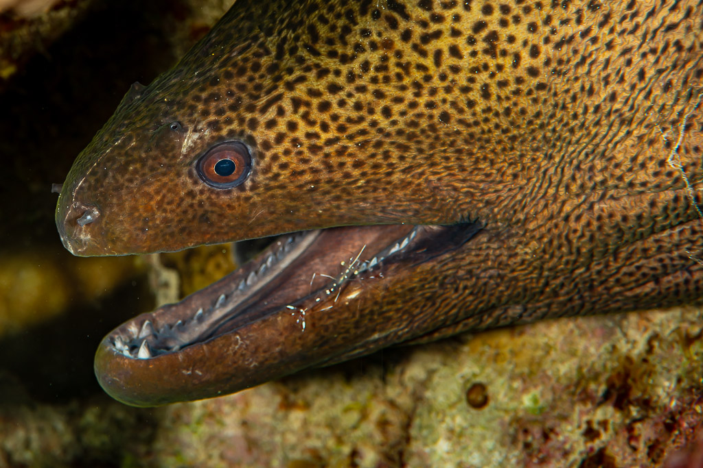 Giant moray with open mouth and a cleaner shrimp inside its jaw, Abu Dabab 3, Red Sea, Egypt