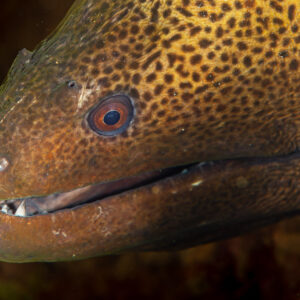 Close-up of giant moray head with mouth half closed, Abu Dabab 3, Red Sea, Egypt