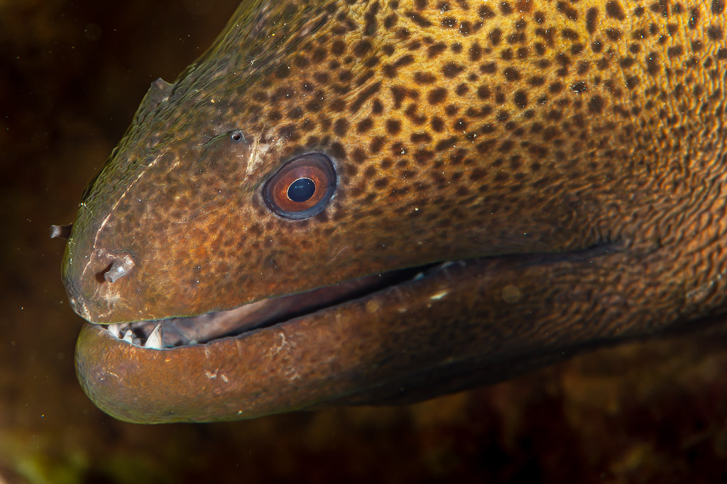 Close-up of giant moray head with mouth half closed, Abu Dabab 3, Red Sea, Egypt