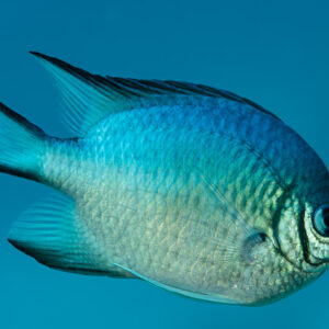 Whitebelly damselfish swimming in profile in blue water, Abu Dabab 3, Red Sea, Egypt