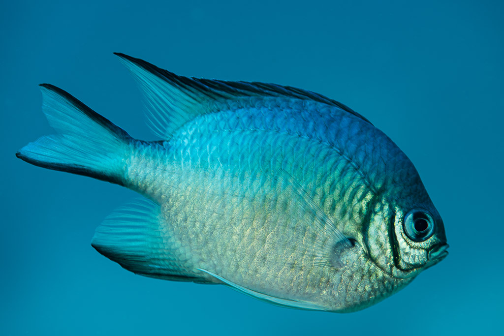 Whitebelly damselfish swimming in profile in blue water, Abu Dabab 3, Red Sea, Egypt