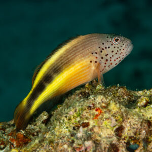 Poisson-faucon de Forster perché sur une tête de corail, vue de profil, Shaab Marsa Alam, mer Rouge, Égypte