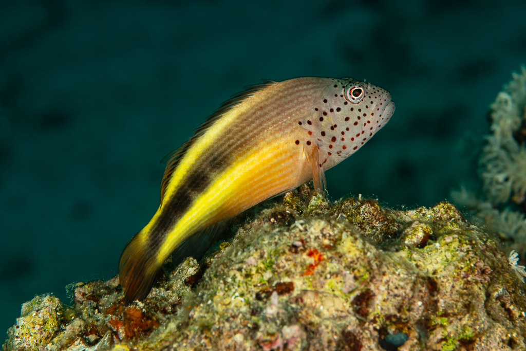 Poisson-faucon de Forster perché sur une tête de corail, vue de profil, Shaab Marsa Alam, mer Rouge, Égypte