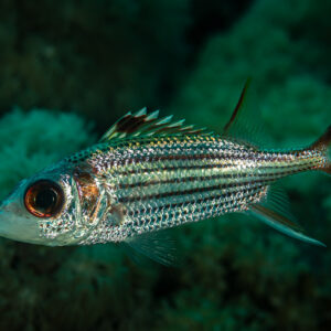 Poisson-écureuil sammara au-dessus du corail, grand œil et dorsale épineuse, Shaab Marsa Alam, mer Rouge, Égypte