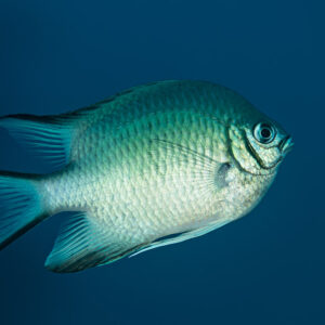 Whitebelly damselfish in profile against deep blue water, Shaab Marsa Alam, Red Sea, Egypt