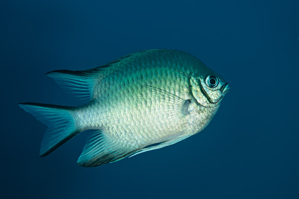 Whitebelly damselfish in profile against deep blue water, Shaab Marsa Alam, Red Sea, Egypt