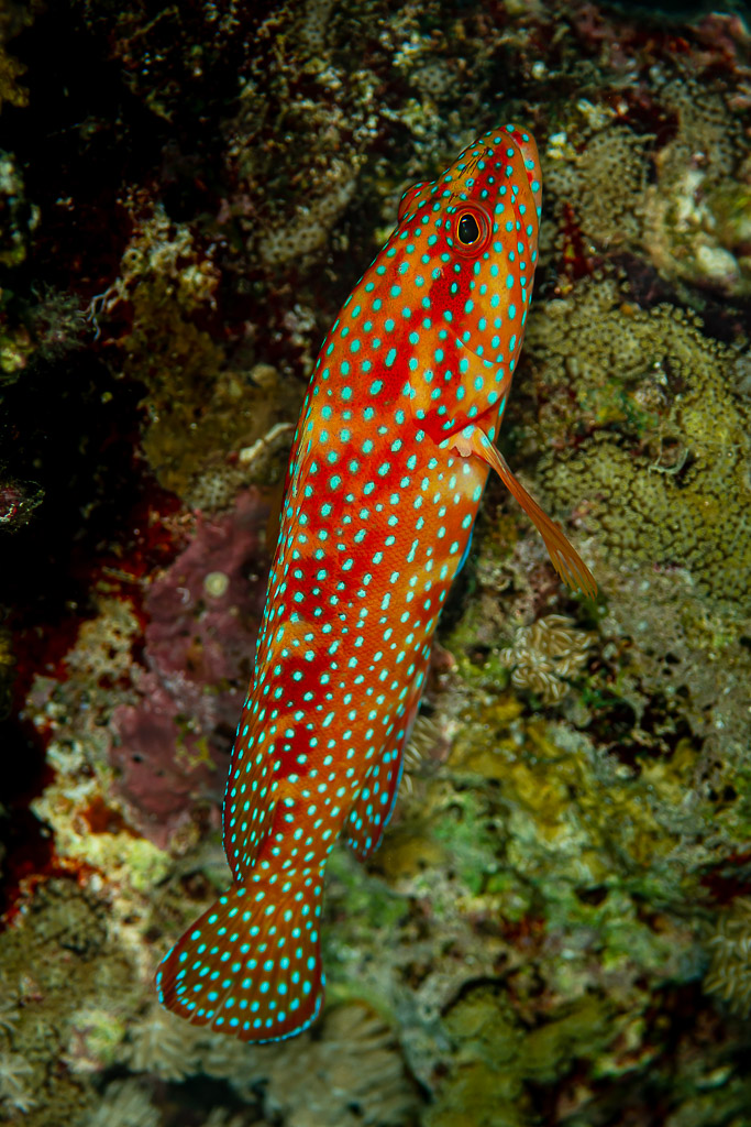 Vue verticale d’un mérou céleste rouge à points bleus sur le récif, Shaab Marsa Alam, mer Rouge, Égypte