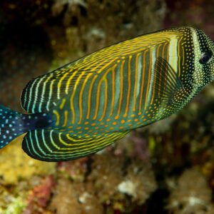 Chirurgien voilier de mer Rouge nageant au-dessus du récif, livrée rayée, Shaab Marsa Alam, mer Rouge, Égypte