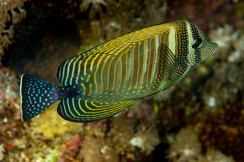Chirurgien voilier de mer Rouge nageant au-dessus du récif, livrée rayée, Shaab Marsa Alam, mer Rouge, Égypte