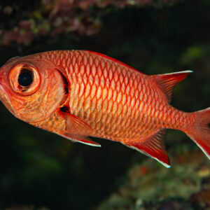 Poisson-soldat à gros yeux tourné vers la gauche devant un surplomb, Shaab Marsa Alam, mer Rouge, Égypte