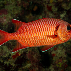 Poisson-soldat à gros yeux tourné vers la droite devant une paroi encroûtée, Shaab Marsa Alam, mer Rouge, Égypte
