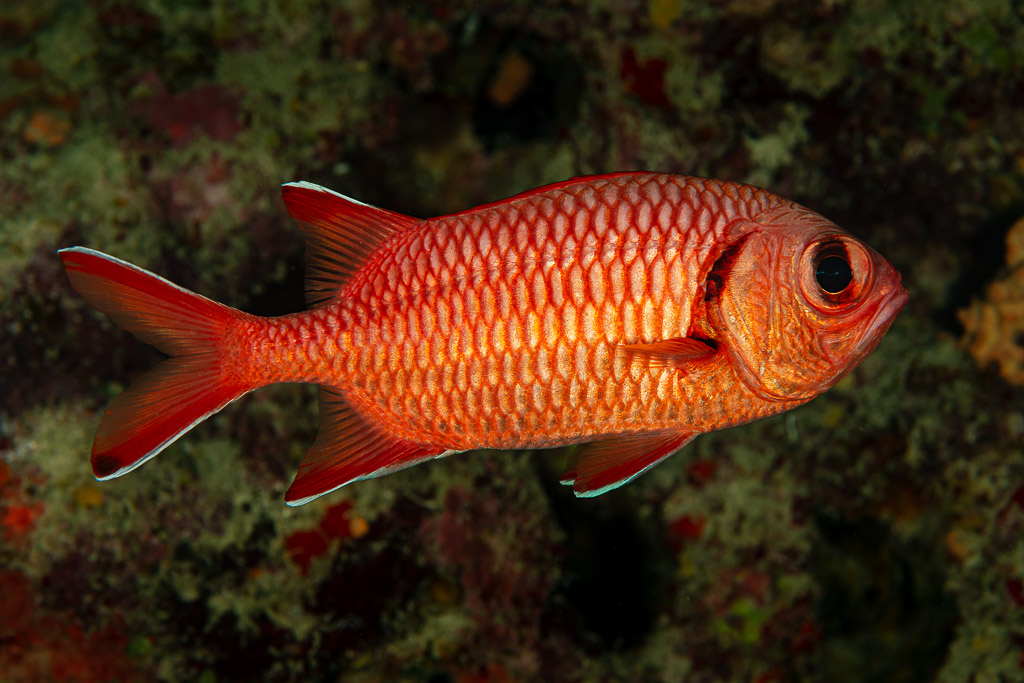 Poisson-soldat à gros yeux tourné vers la droite devant une paroi encroûtée, Shaab Marsa Alam, mer Rouge, Égypte