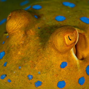 Close-up of bluespotted ribbontail ray eyes and spiracles, Shaab Marsa Alam, Red Sea, Egypt