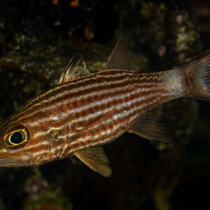 Apogon tigre de profil sous un surplomb sombre du récif, Shaab Marsa Alam, mer Rouge, Égypte