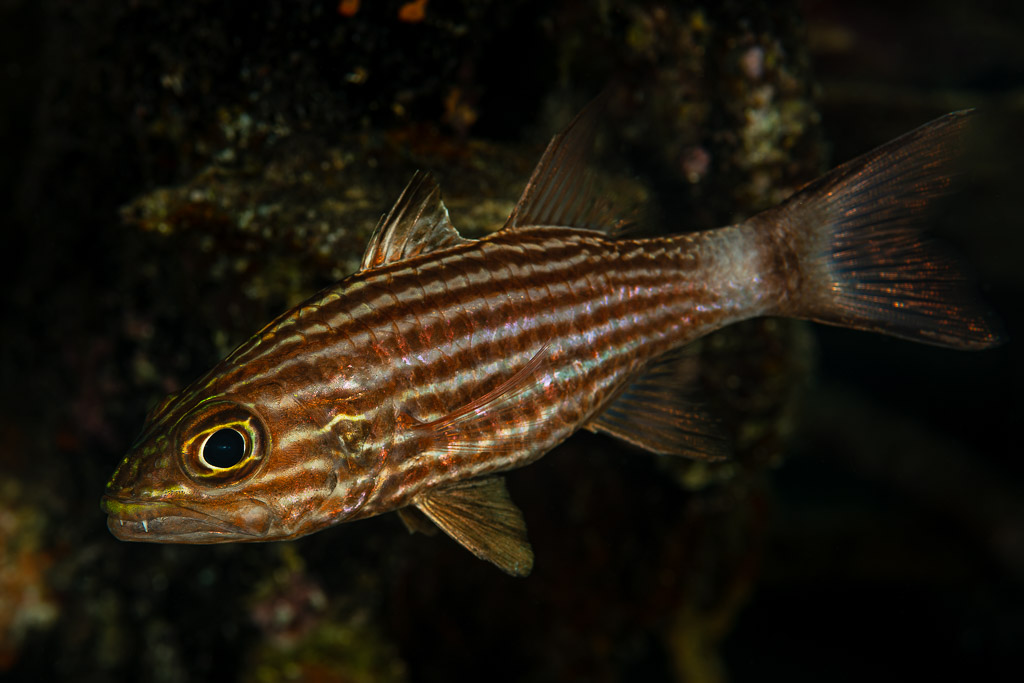 Apogon tigre de profil sous un surplomb sombre du récif, Shaab Marsa Alam, mer Rouge, Égypte