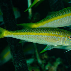 Yellowfin goatfish swimming past dark gorgonian branches, Shaab Marsa Alam, Red Sea, Egypt