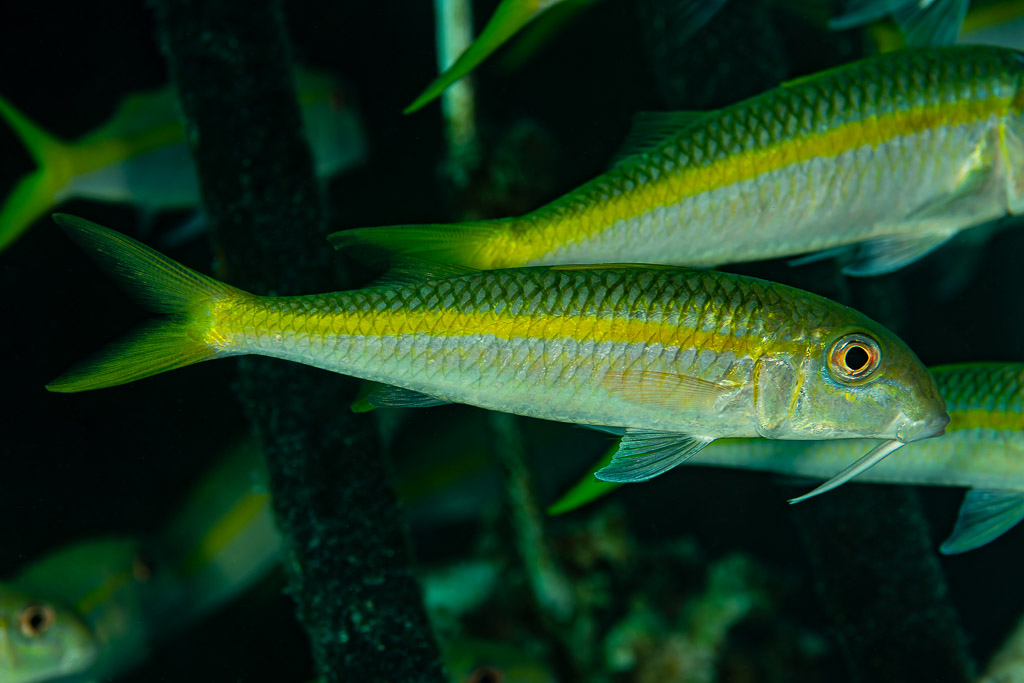 Yellowfin goatfish swimming past dark gorgonian branches, Shaab Marsa Alam, Red Sea, Egypt