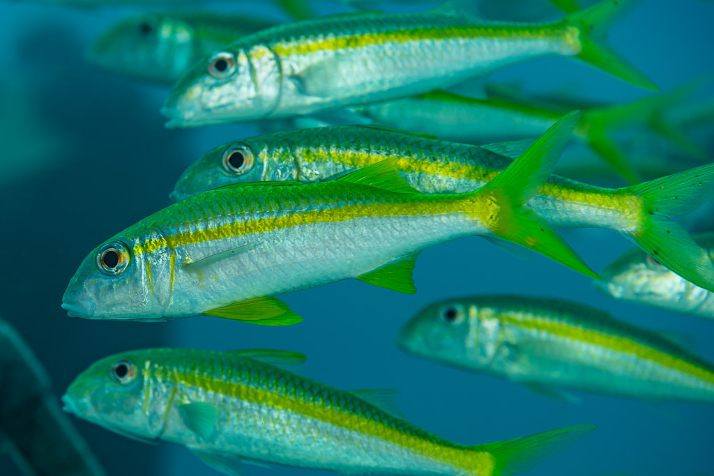 Dense school of yellowfin goatfish swimming in blue water, Shaab Marsa Alam, Red Sea, Egypt