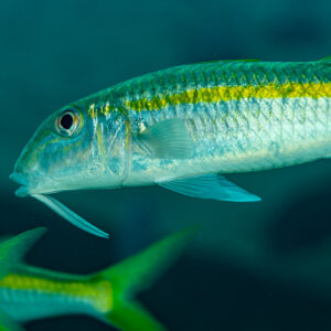 Close-up of a yellowfin goatfish with barbels tucked in a school, Shaab Marsa Alam, Red Sea, Egypt