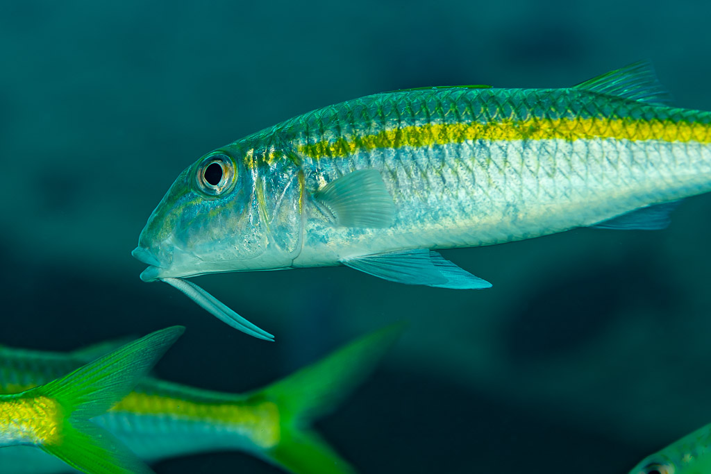 Close-up of a yellowfin goatfish with barbels tucked in a school, Shaab Marsa Alam, Red Sea, Egypt