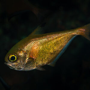 Poisson-hachette doré tourné vers la gauche sur fond noir, Shaab Marsa Alam, mer Rouge, Égypte