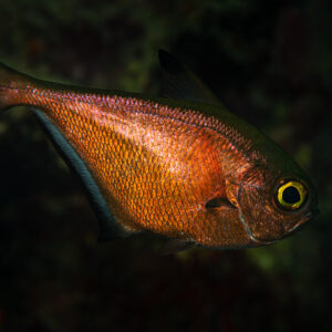 Poisson-hachette cuivré tourné vers la droite sur fond noir, Shaab Marsa Alam, mer Rouge, Égypte